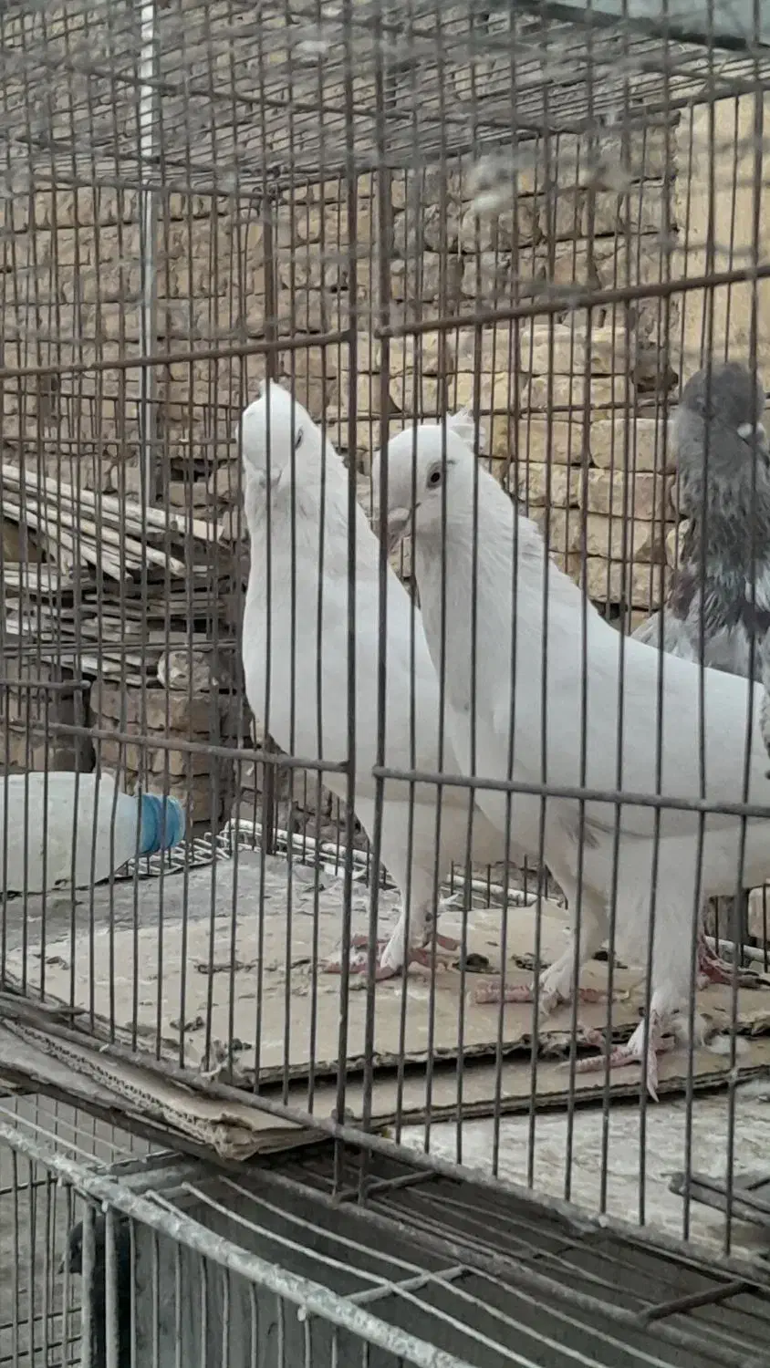 پرشی و خوش خال|پرنده|قم, آزادگان|دیوار