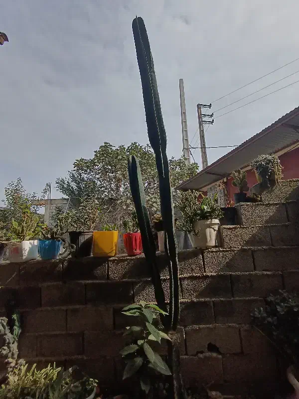 گل کاکتوس پریانوس|گل و گیاه طبیعی|گتاب, |دیوار