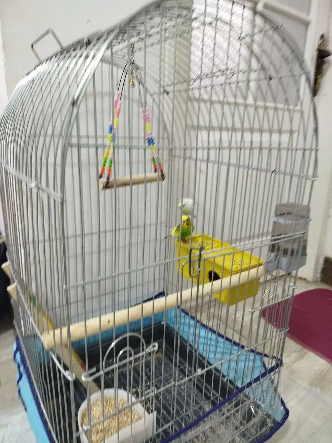 مرغ عشق|پرنده|میناب, |دیوار