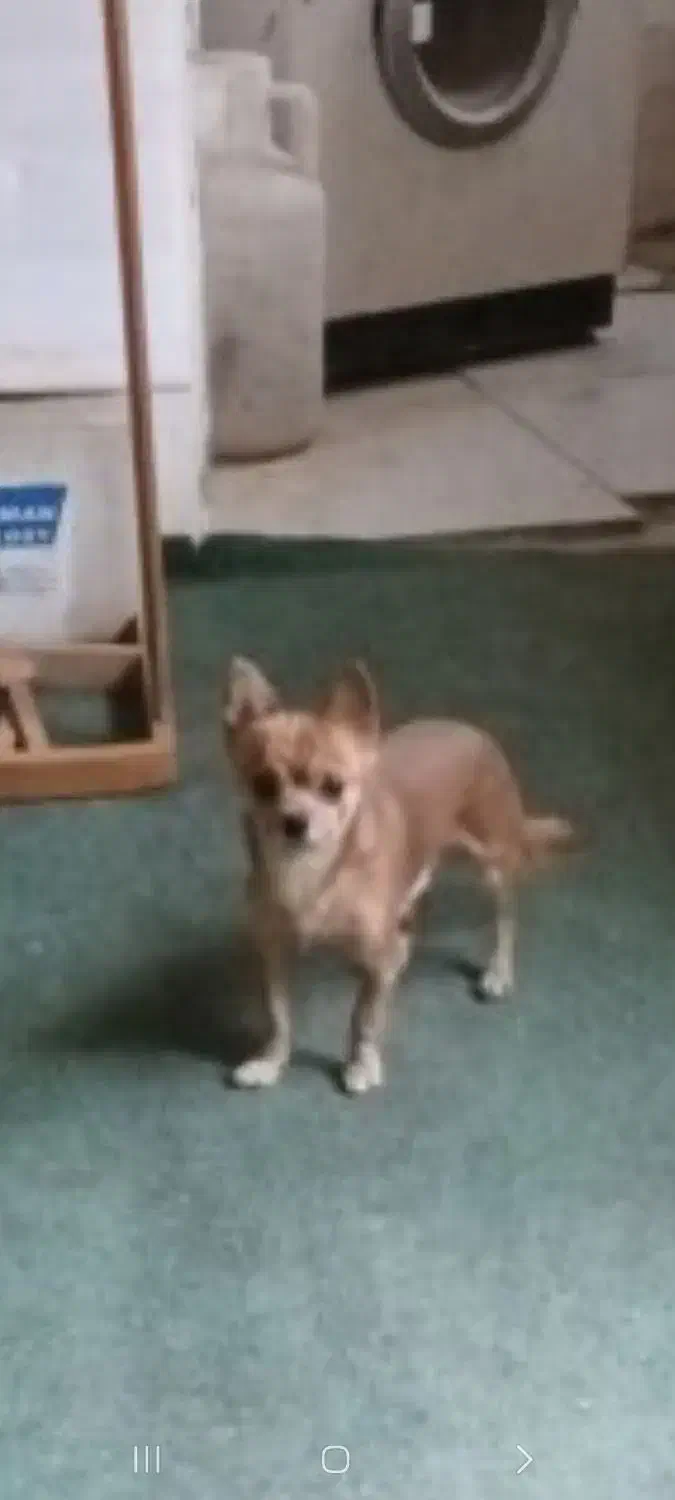 سگ شب هوا|سگ|مشهد, ده دی|دیوار