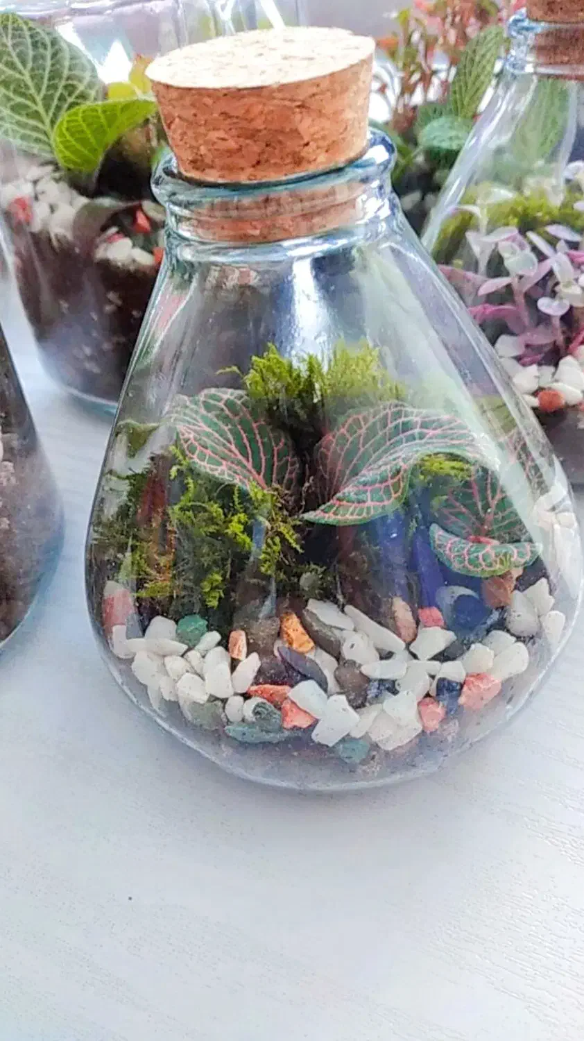 تراریوم گیفت با گل و گیاه طبیعی|گل و گیاه طبیعی|تهران, شهرک ولیعصر شمالی|دیوار