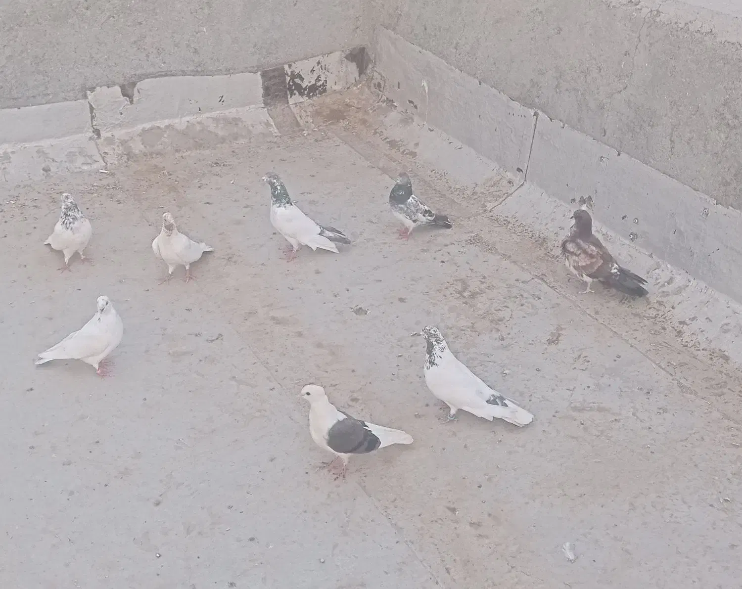 کفتر پرشتی|پرنده|میناب, |دیوار