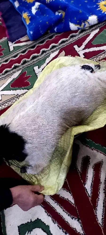 خیگ تمیز|حیوانات مزرعه|شوشتر, |دیوار