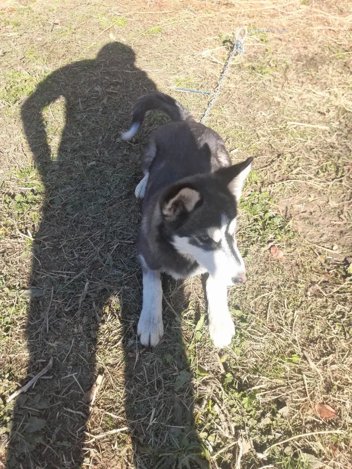 توله سگ هاسکی|سگ|سیلوانه, |دیوار