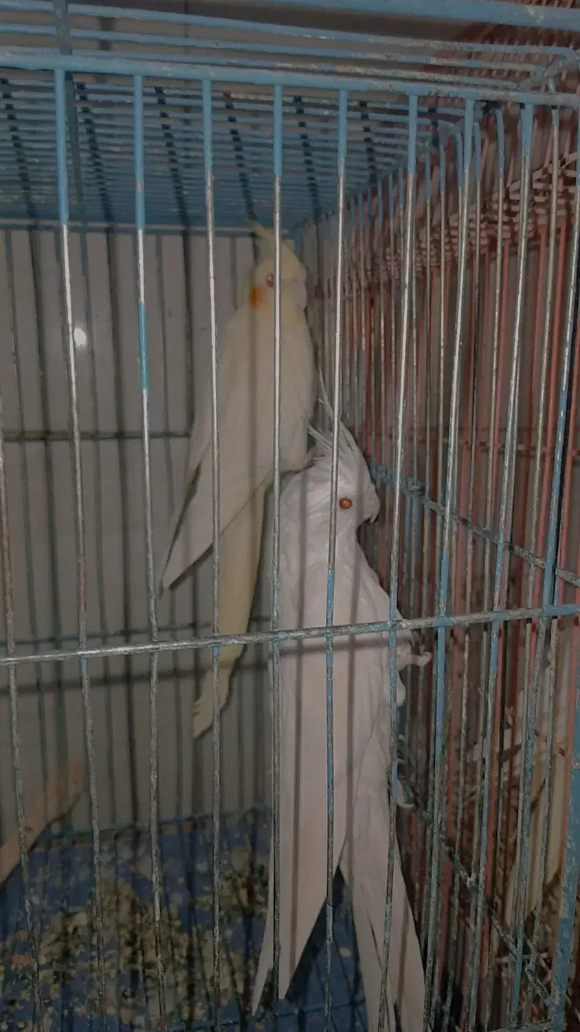 عروس پاریس|پرنده|سوسنگرد, |دیوار