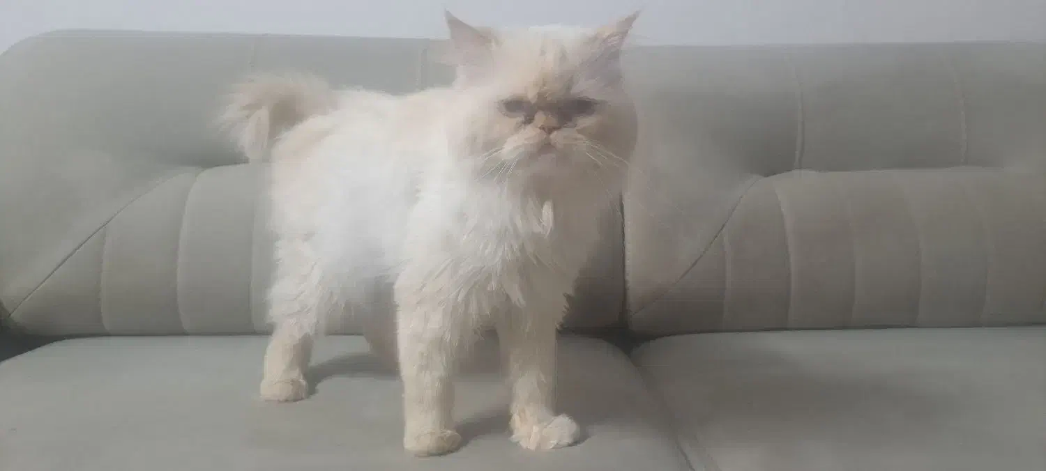 نژاد پرشین هیمالین|گربه|مشهد, امیریه|دیوار