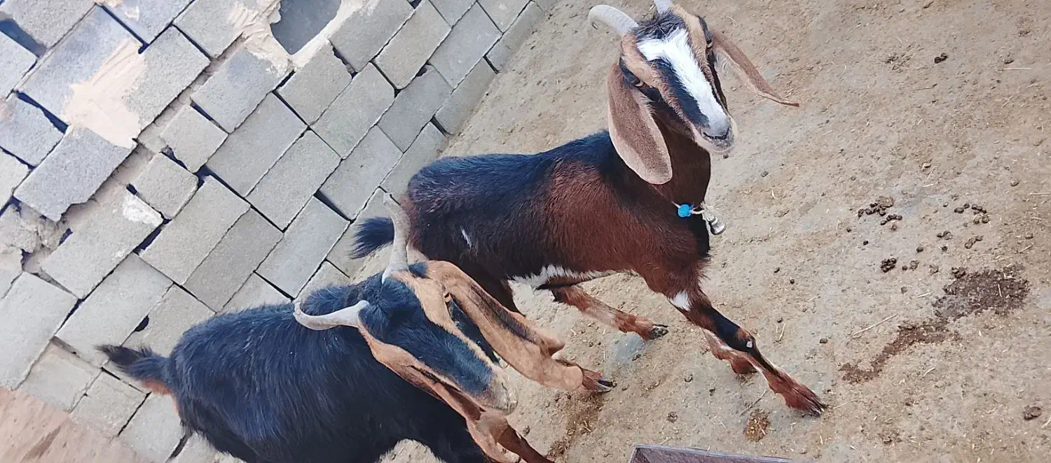 یه بز آلپاین یه بز پاکستانی آبستن به فروش می‌رسد|حیوانات مزرعه|آشخانه, |دیوار