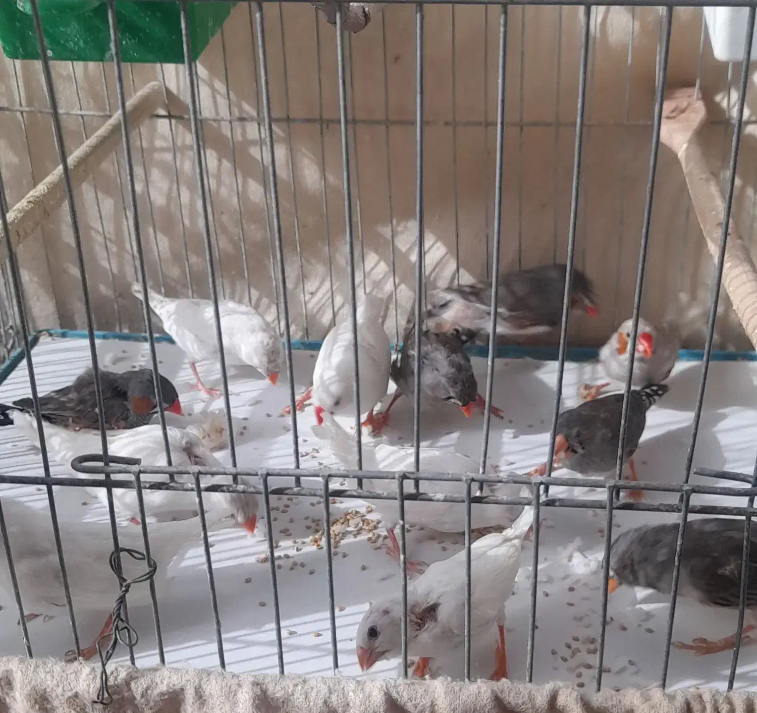 فنچ نر و ماده|پرنده|تهران, شهرک خرازی|دیوار