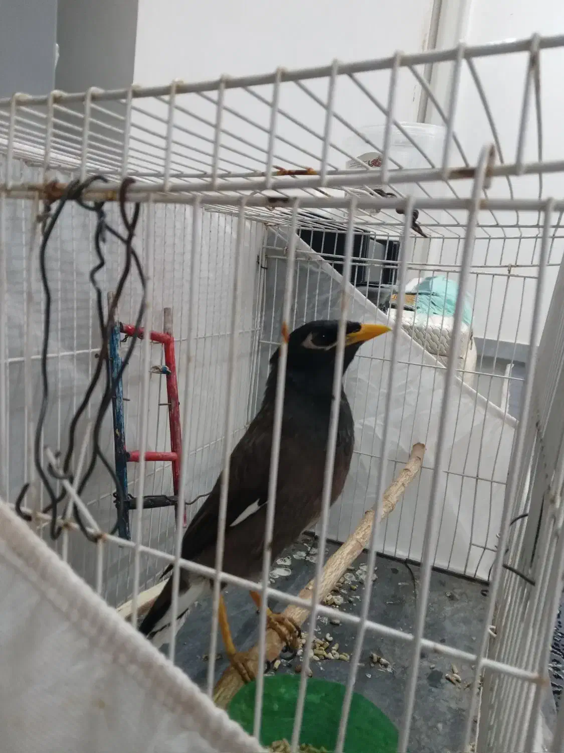 سلام یک عدد مینا ۶نیم ماهه  تازه به حرف آمده|پرنده|تایباد, |دیوار