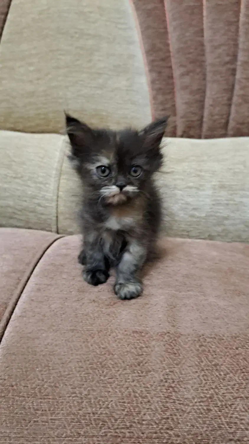 بچه گربه پرشین-هیمالین|گربه|یزد, |دیوار