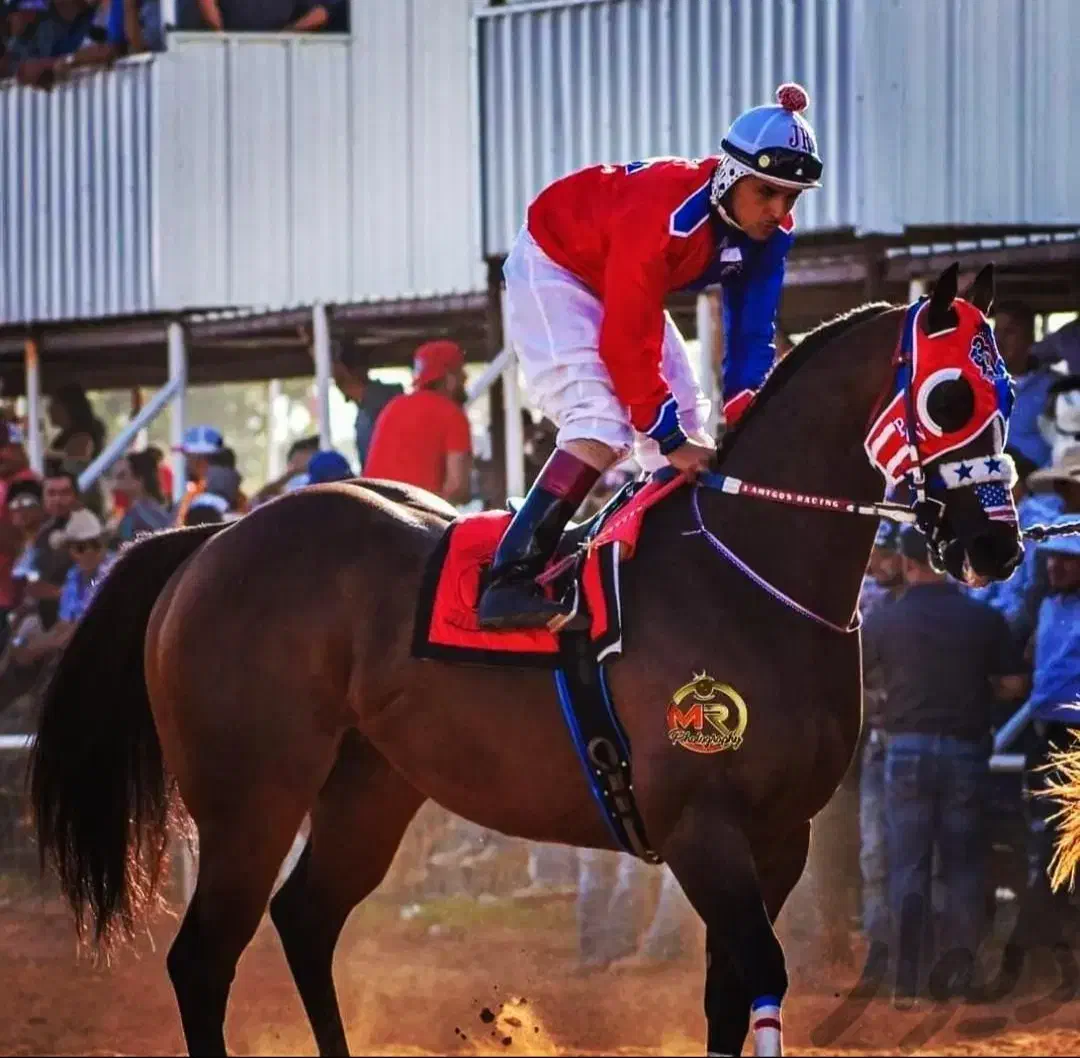 خریدار کره مادیون|اسب و تجهیزات اسب‌سواری|بروجرد, |دیوار