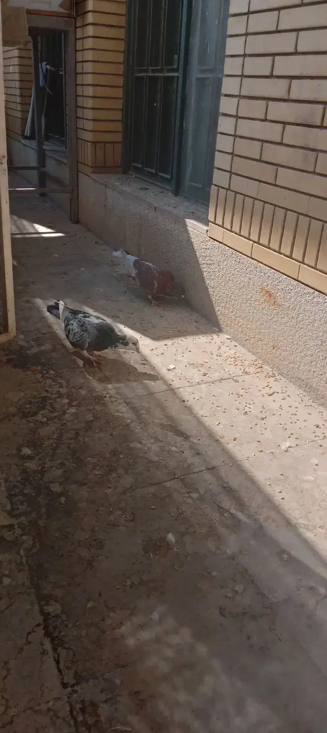 کفتر کبوتر|پرنده|شیراز, صاحب الزمان|دیوار