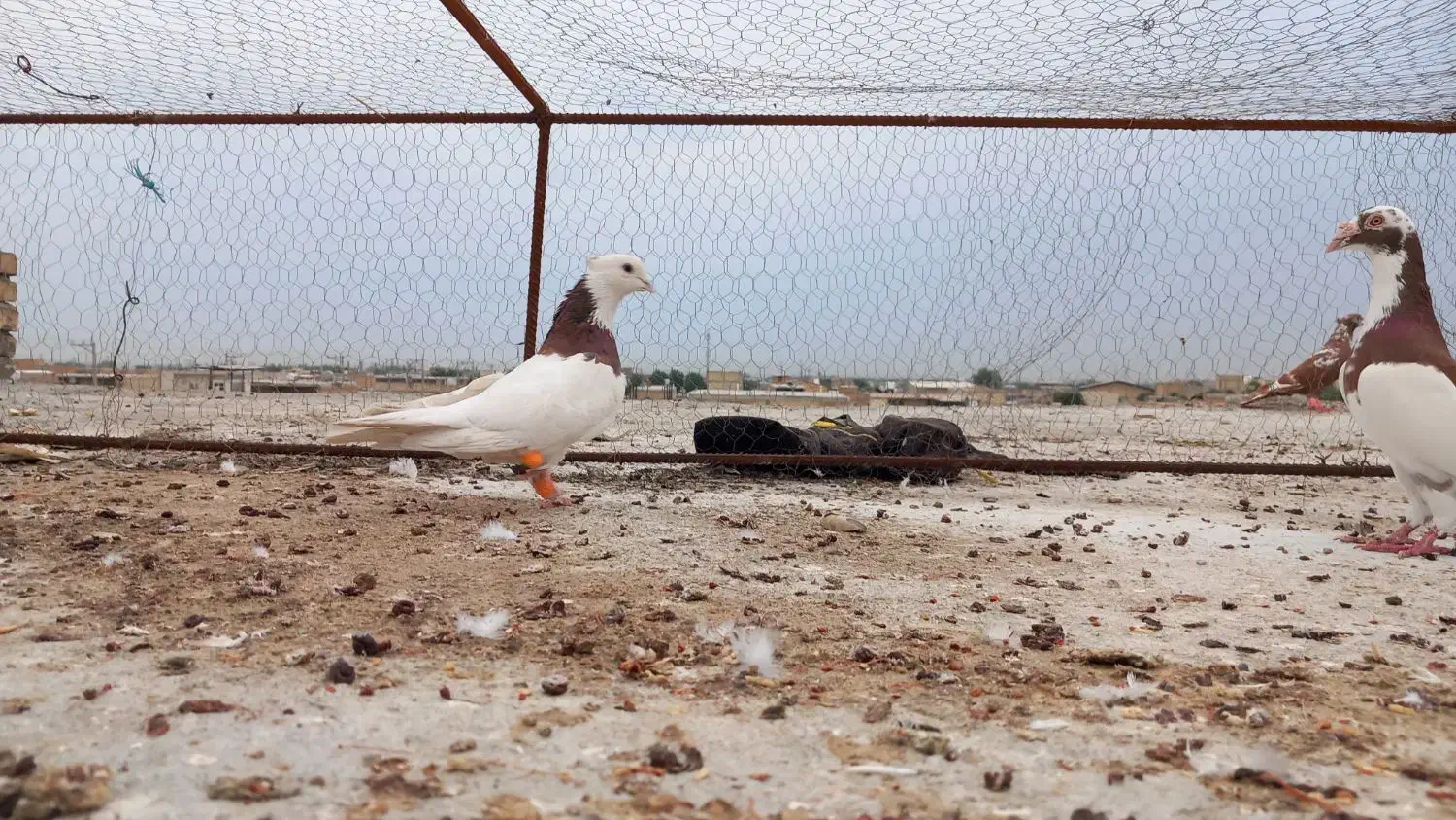 تعدادی گرفتنی شرط دور بازی پامیل|پرنده|دزفول, |دیوار