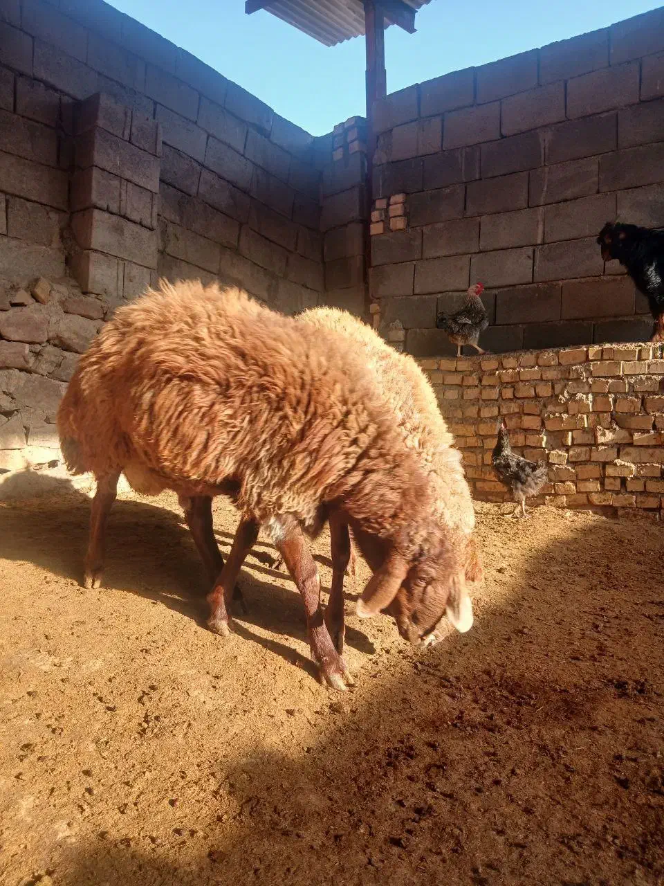 بره قوچی هترو|حیوانات مزرعه|مشهد, امیریه|دیوار