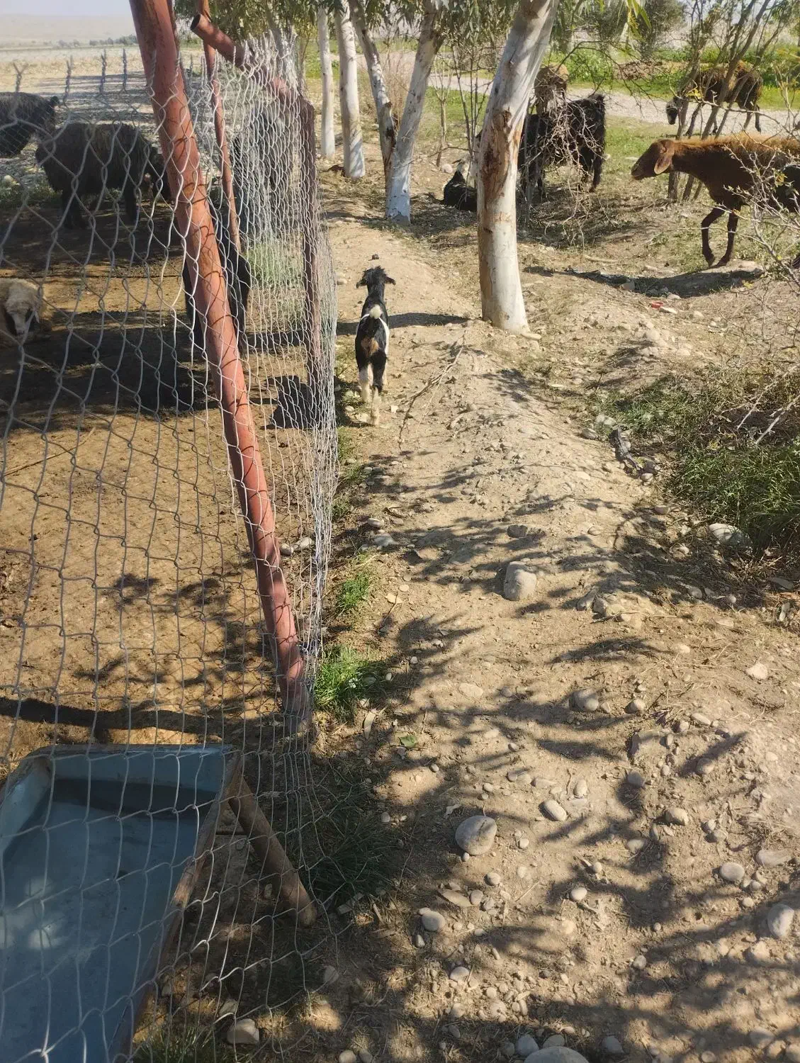 بزغاله|حیوانات مزرعه|اندیمشک, |دیوار