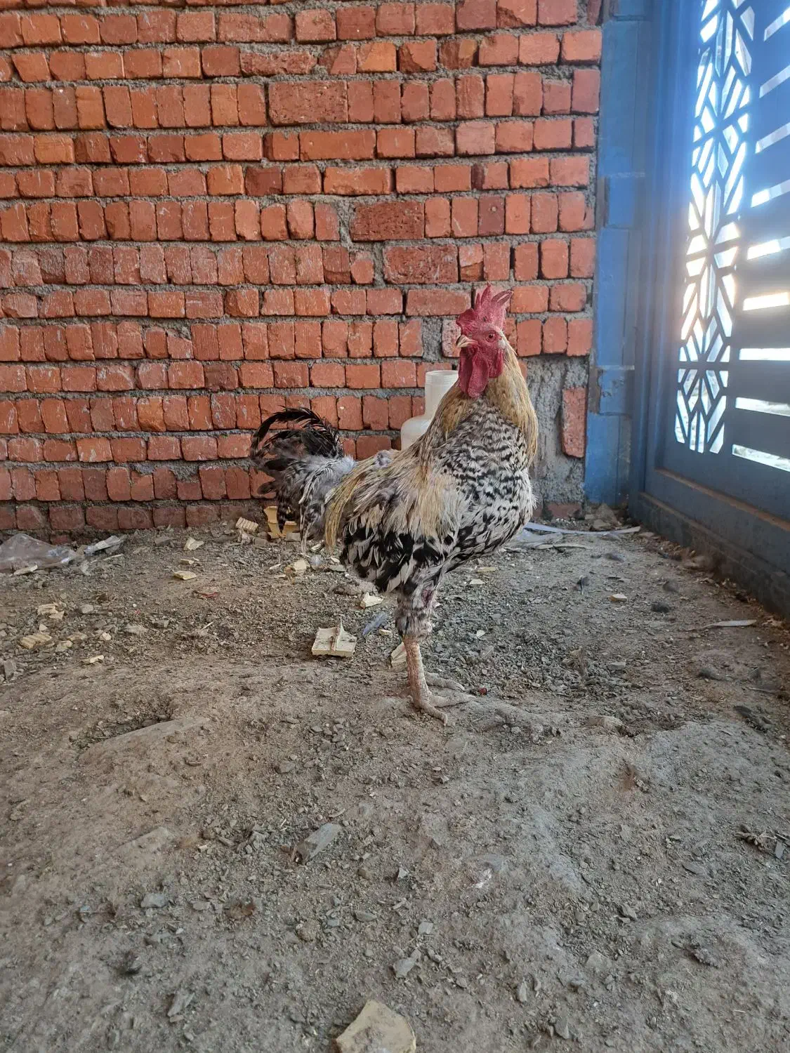 خروس|پرنده|مریوان, |دیوار