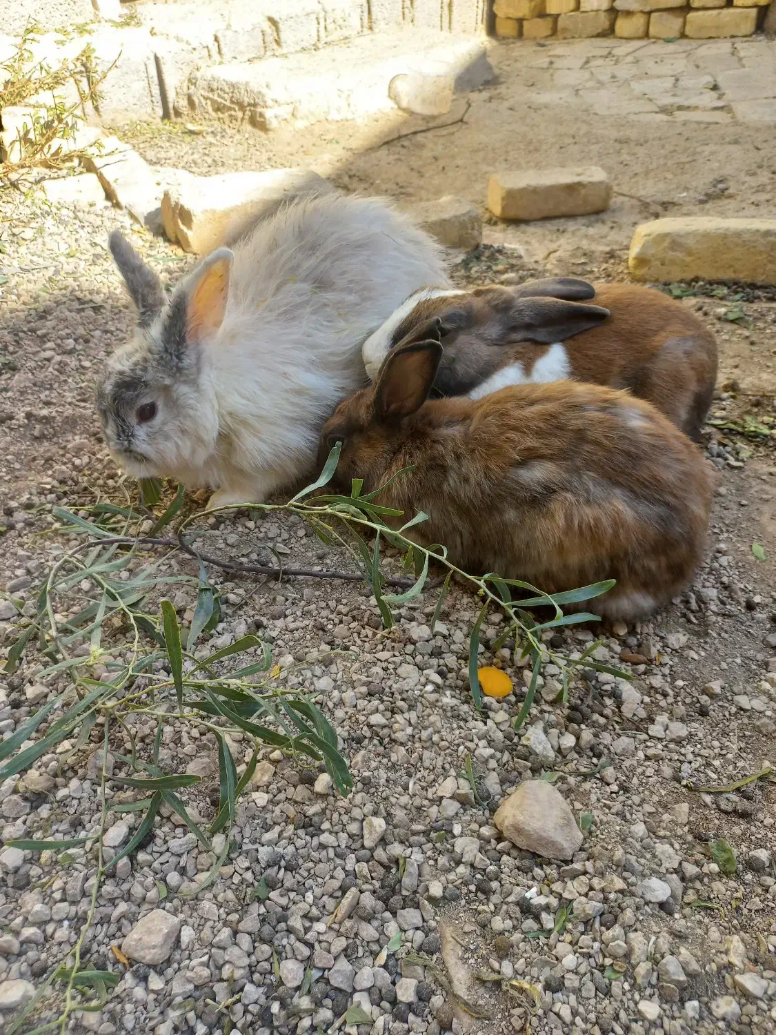 حراج خرگوش|موش و خرگوش|فیروزآباد (فارس), |دیوار