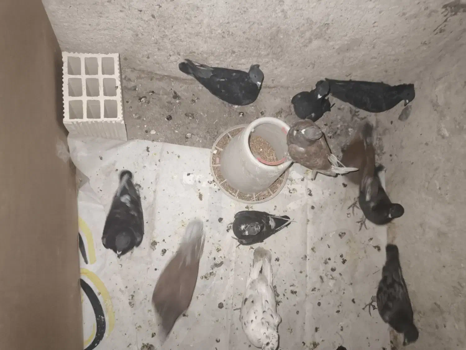 معاوضه با عروس ، هلندی ، طوقی، مرغ عشق ،کبوتر|پرنده|دوگنبدان, |دیوار