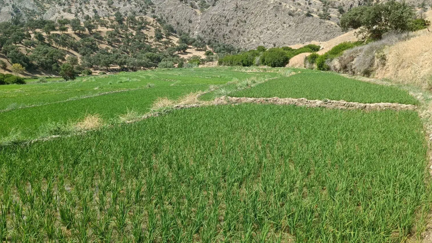 برنج هاشمی|خوردنی و آشامیدنی|شیراز, گلدشت معالی‌آباد|دیوار