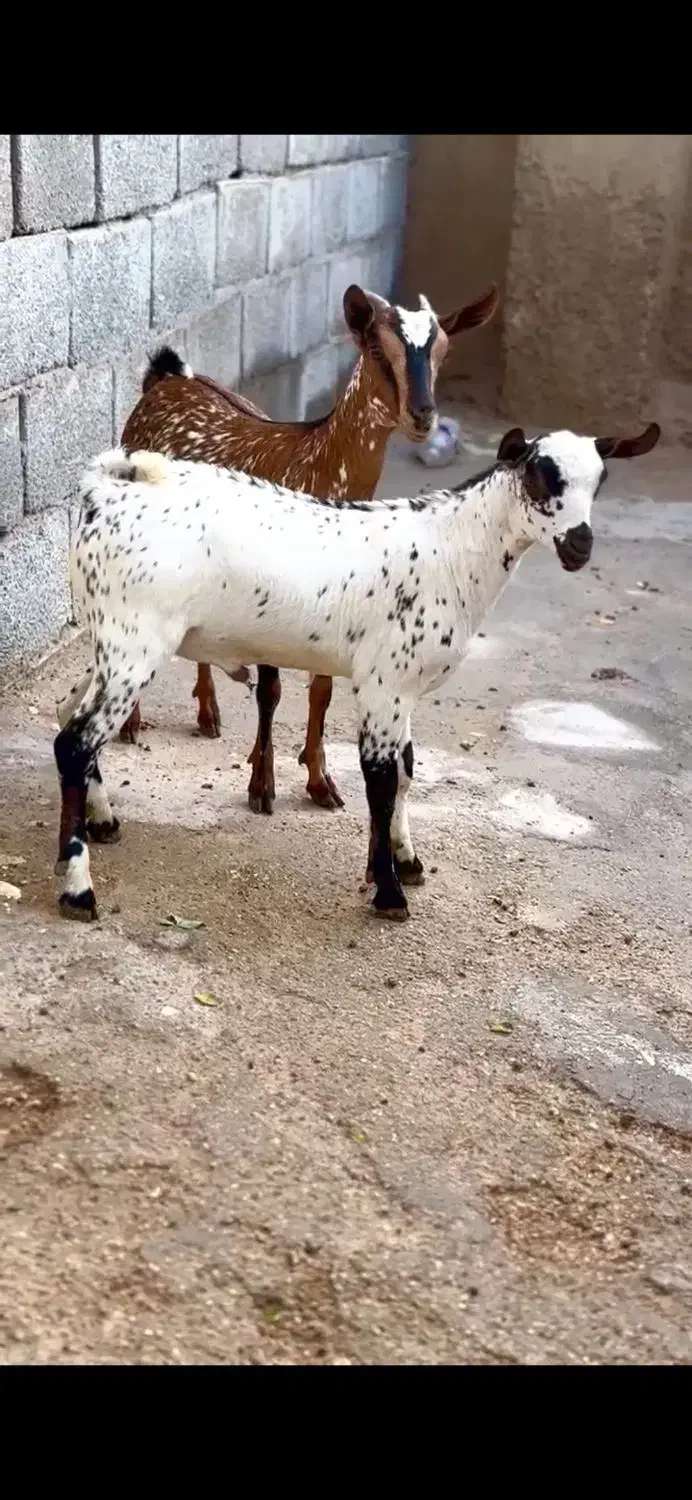 دام ناب|حیوانات مزرعه|تایباد, |دیوار