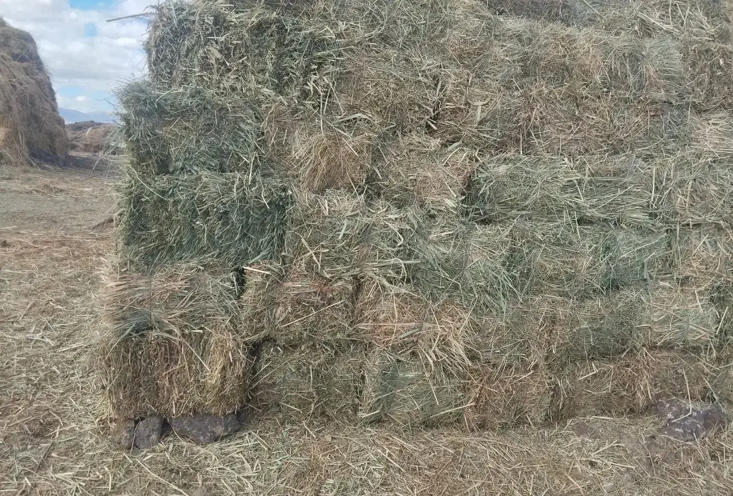 فروش2000بسته علف|عمده‌فروشی|میانه, |دیوار