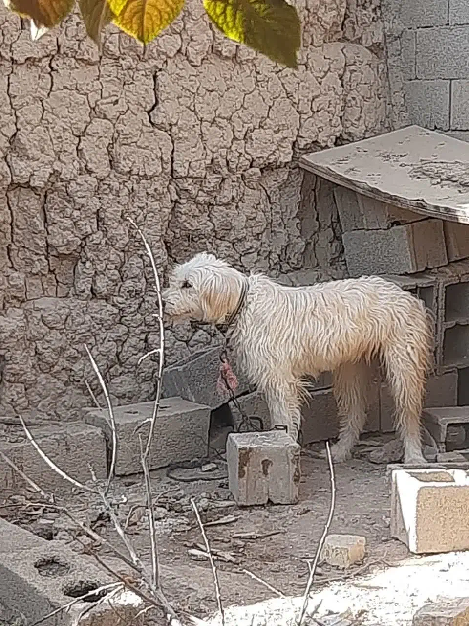 لاس ریشی|سگ|خمینی‌شهر, |دیوار