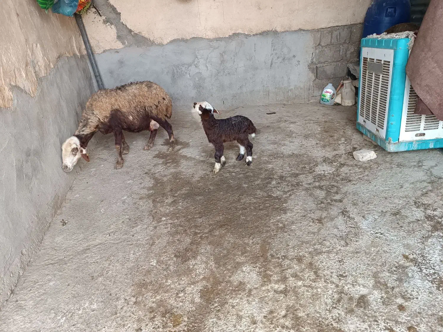 میش و بره|حیوانات مزرعه|زاغه, |دیوار