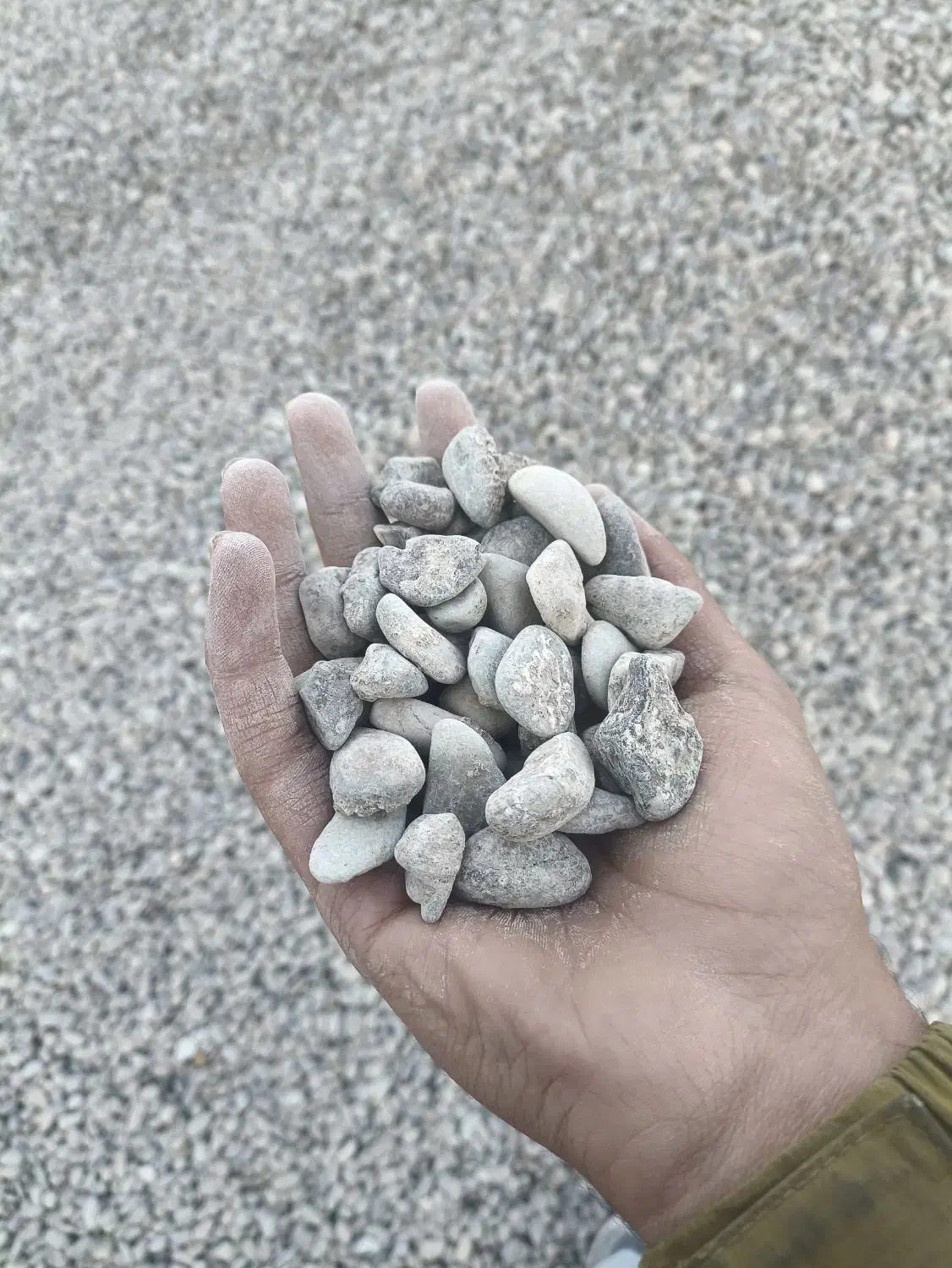 شن فندوقی گرد گوشه|خدمات باغبانی و درختکاری|تهران, شهرک چیتگر|دیوار