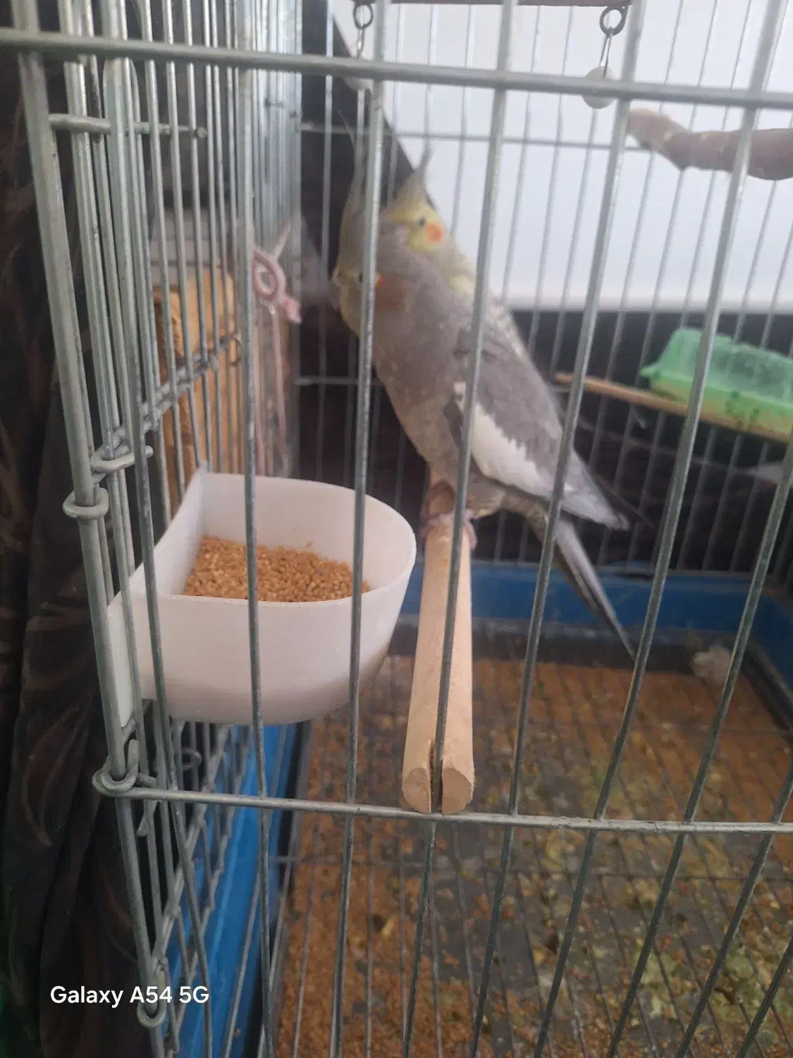 عروس هلندی مولد|پرنده|قم, حکمت شمالی|دیوار