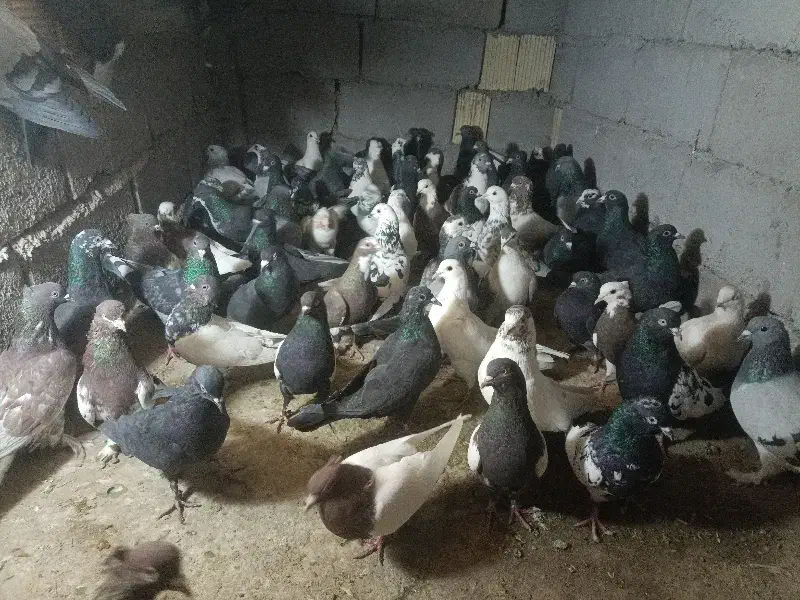 کفتر|پرنده|فهرج, |دیوار