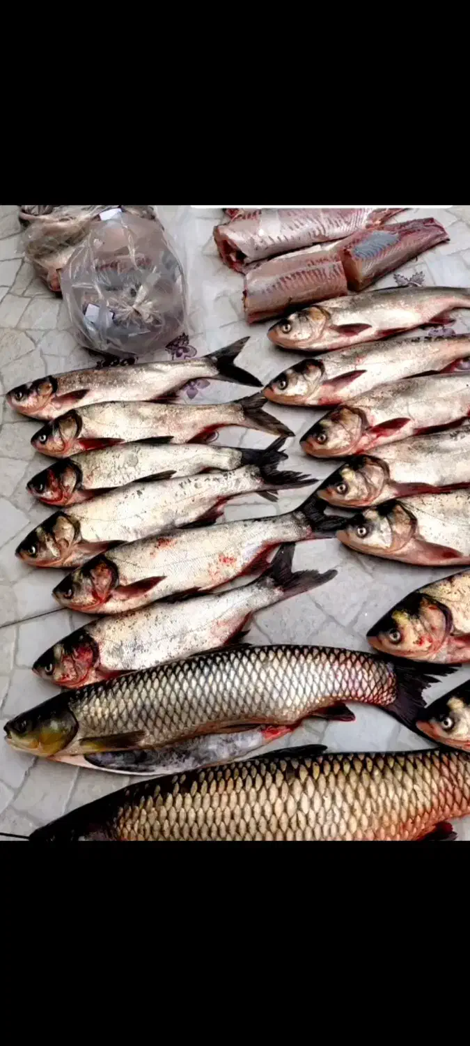 فروش ماهی سیلور/آمور/قزل الا|خوردنی و آشامیدنی|عجب شیر, |دیوار