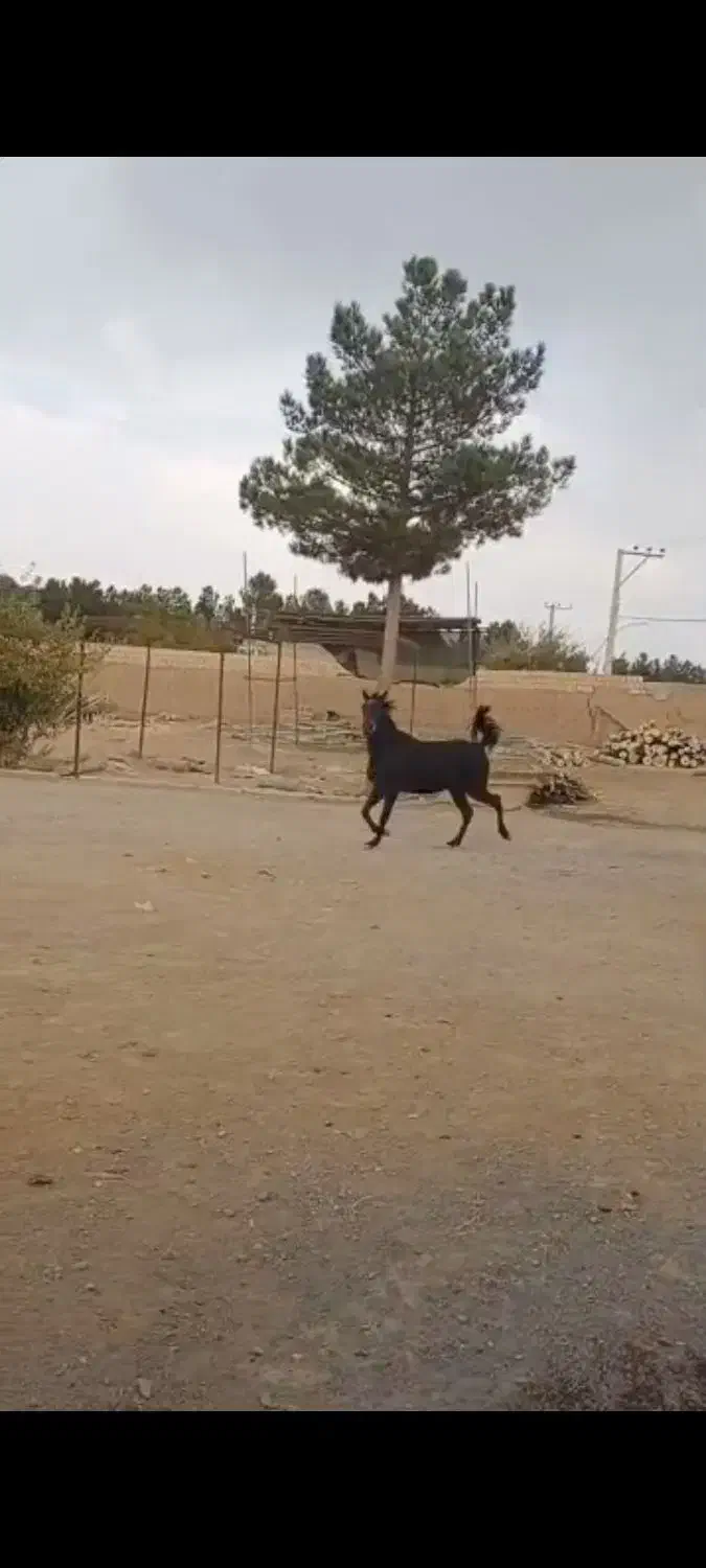 مادیان اسب|اسب و تجهیزات اسب‌سواری|اصفهان, مفتح|دیوار