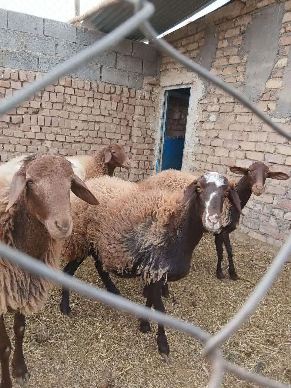گوسفند چاق|حیوانات مزرعه|کاشان, فاز ۱ ناجی آباد|دیوار
