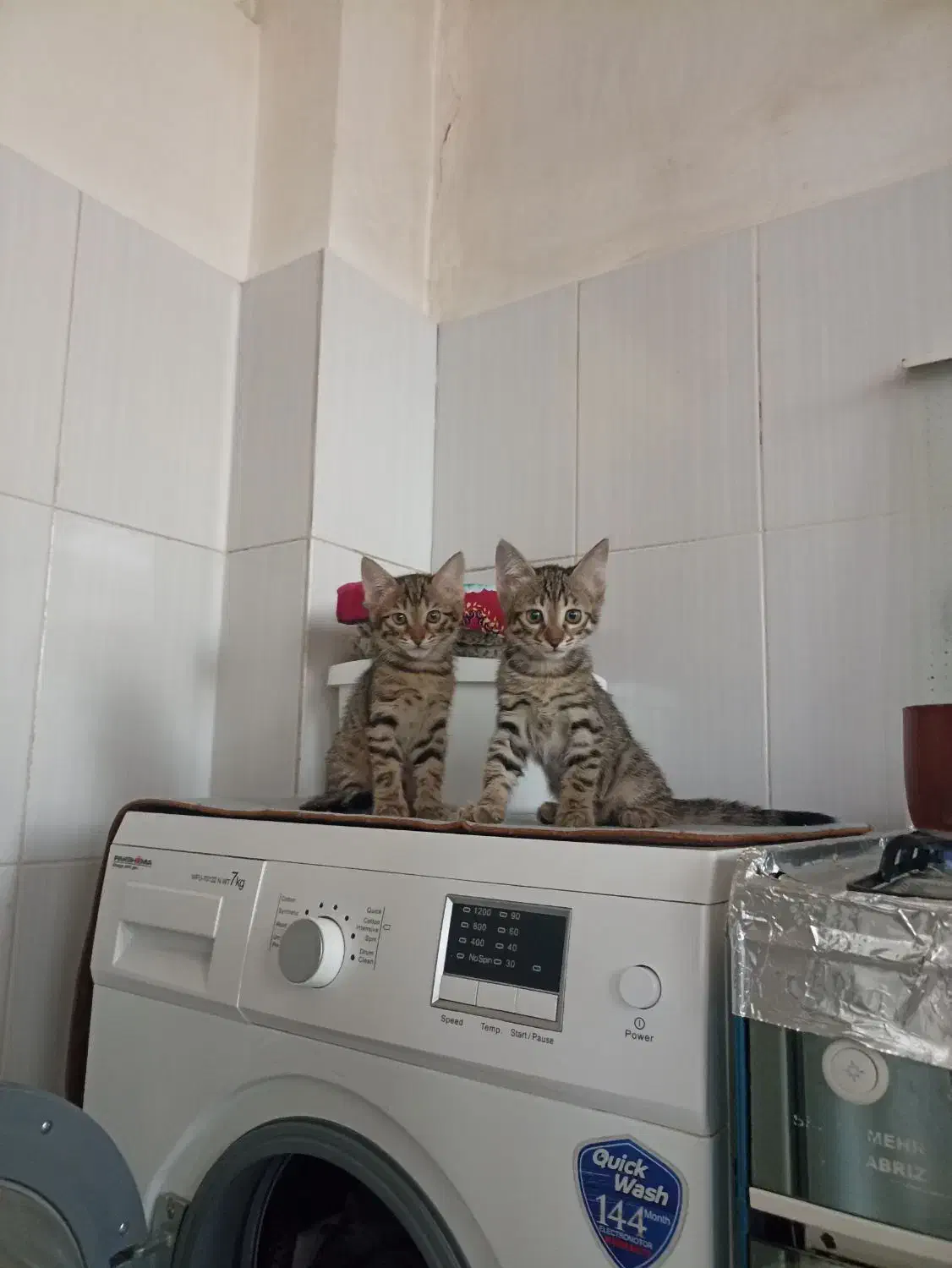 واگذاری رایگان|گربه|ارومیه, |دیوار