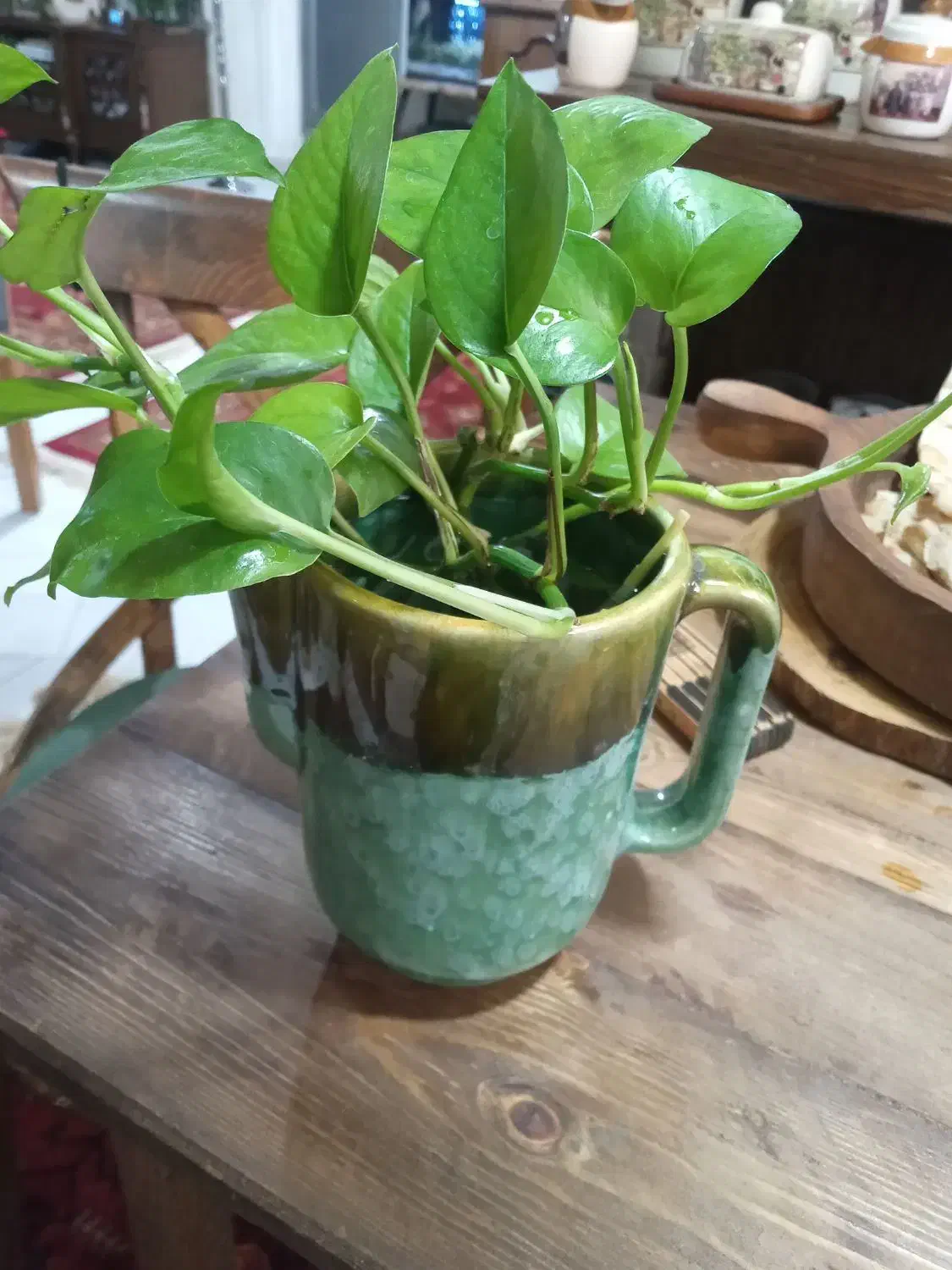 گل و|گل و گیاه طبیعی|مشهد, سراب|دیوار