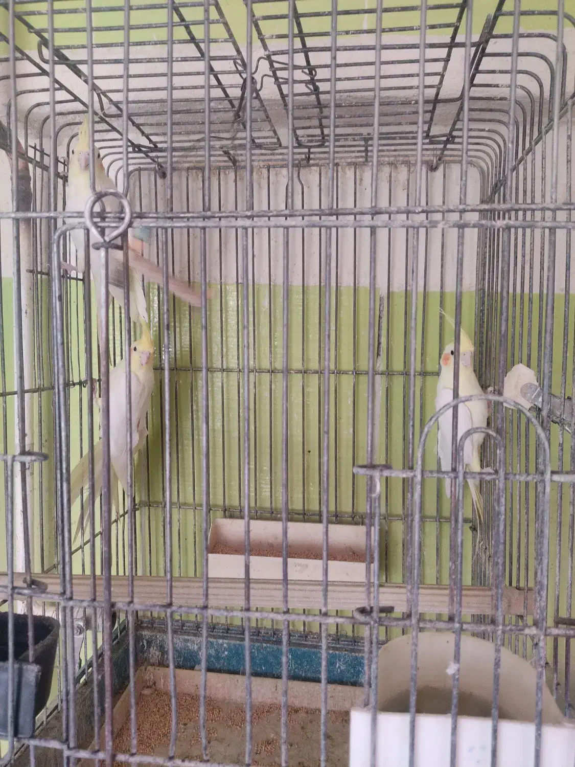 عروس هلندی بالغ کار داده|پرنده|محلات, |دیوار