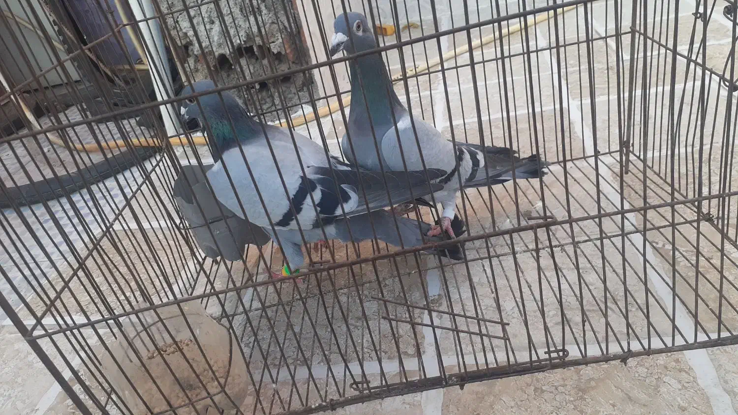 کبوتر آلمانی|پرنده|فاضل آباد, |دیوار