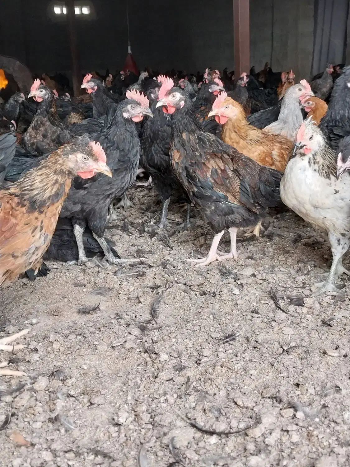 مرغ و خروس محلی درجه یک|حیوانات مزرعه|مرودشت, محمد آباد|دیوار