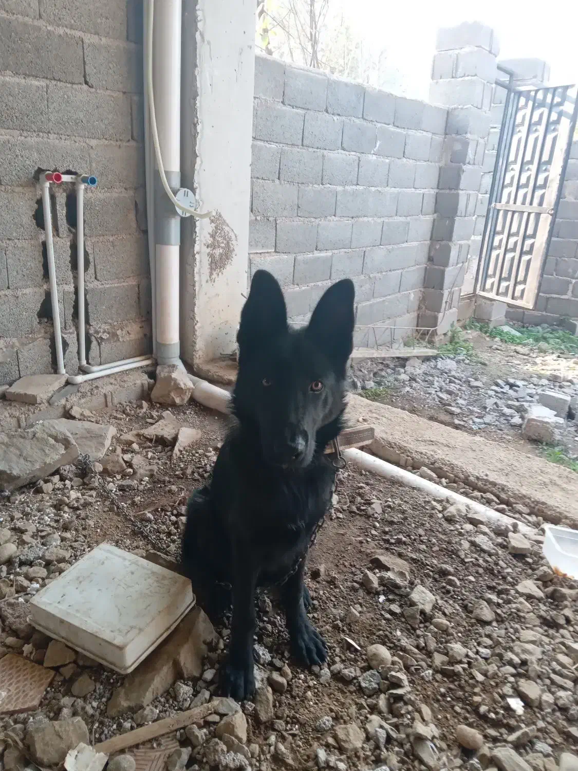 سگ ژرمن ورک مخصوص نگهبانی و اموزش|سگ|لنگرود, |دیوار