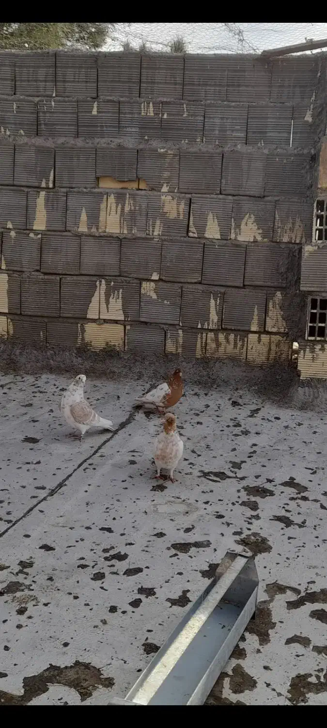 فروش ۳ عدد کبوتر|پرنده|نجف‌آباد, یزدانشهر|دیوار