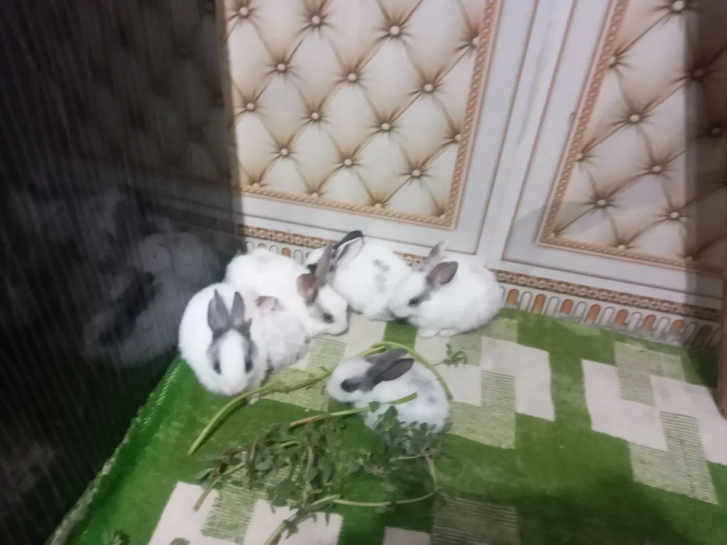 خرگوش|موش و خرگوش|شادگان, |دیوار