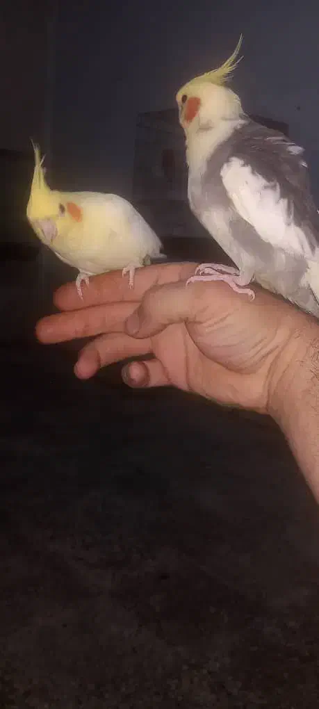 لشکر اباد|پرنده|کرخه, |دیوار