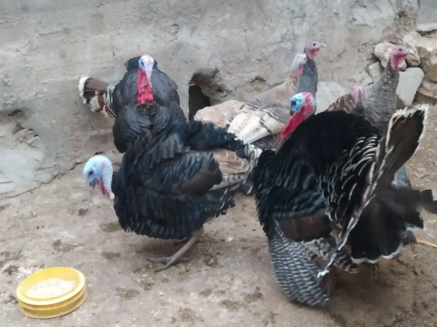 بوقلمون ( محلی )|حیوانات مزرعه|اندیمشک, |دیوار