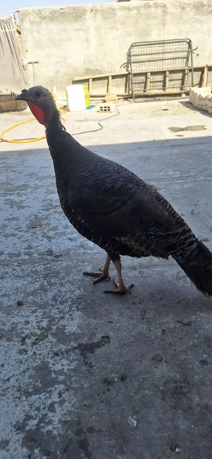 بوقلمون محلی تخم گذار|حیوانات مزرعه|گلستان (تهران), |دیوار