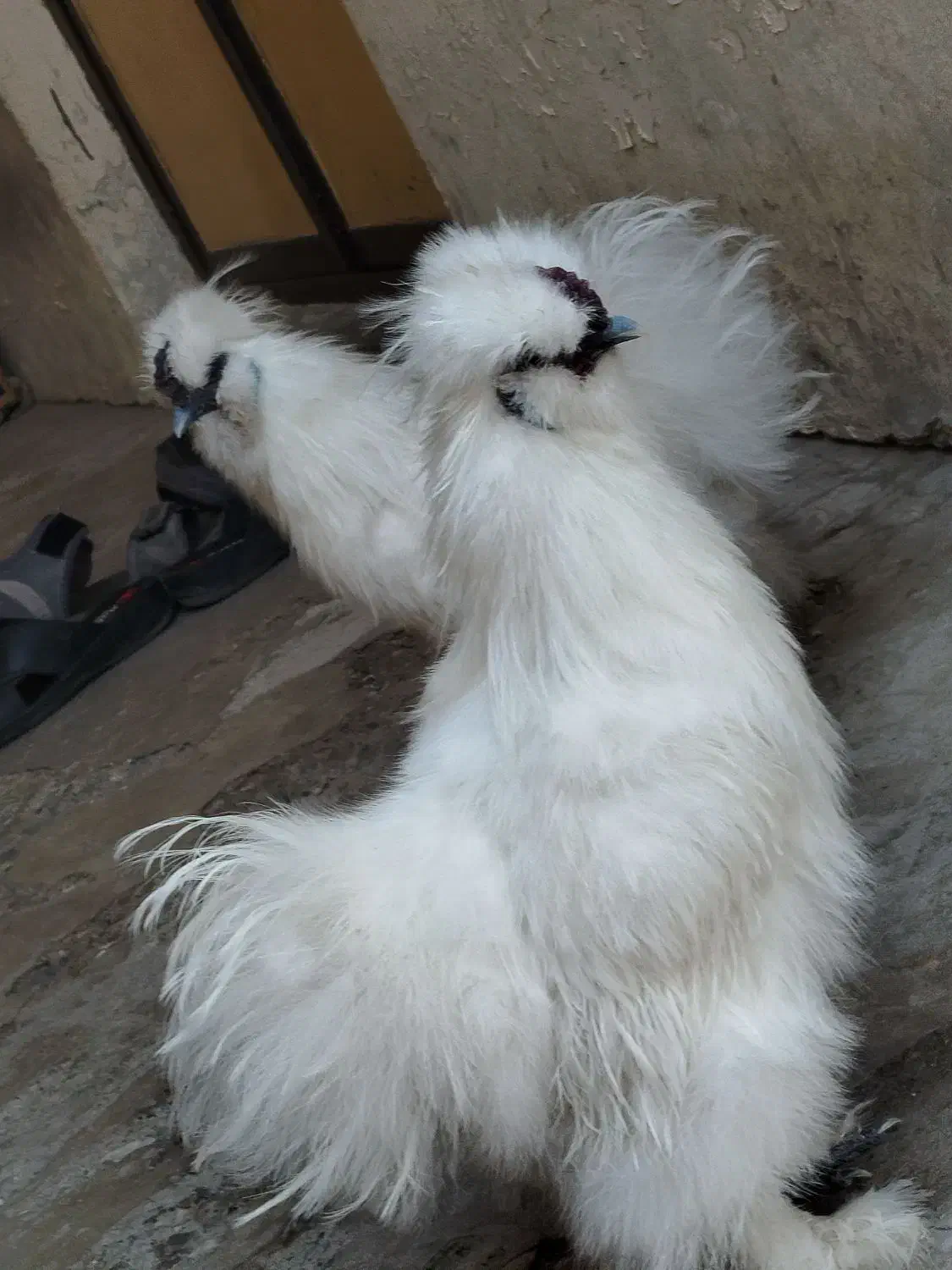 مرغ ترئیناتی|پرنده|تهران, ایرانشهر|دیوار