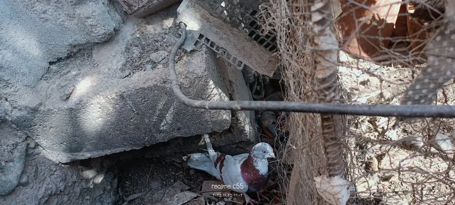 فروشی|پرنده|جیرفت, |دیوار