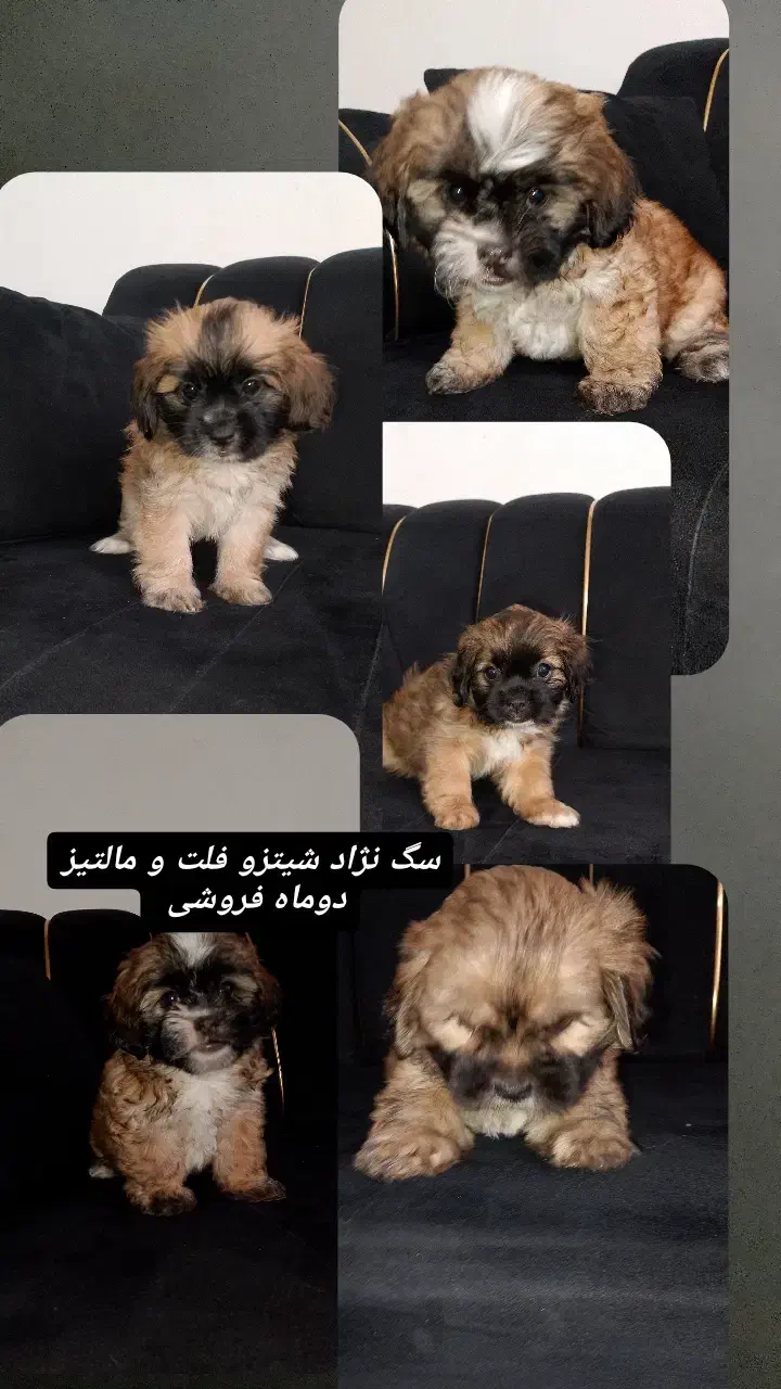 سگ سه ماه نژاد شیتزو فلت و مالتیز|سگ|تبریز, |دیوار