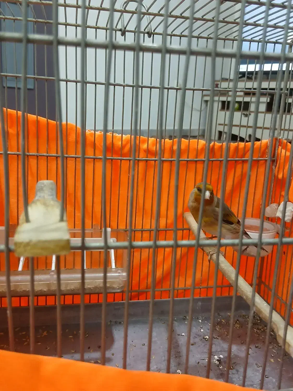 سره قناری بخون|پرنده|تهران, مسعودیه|دیوار