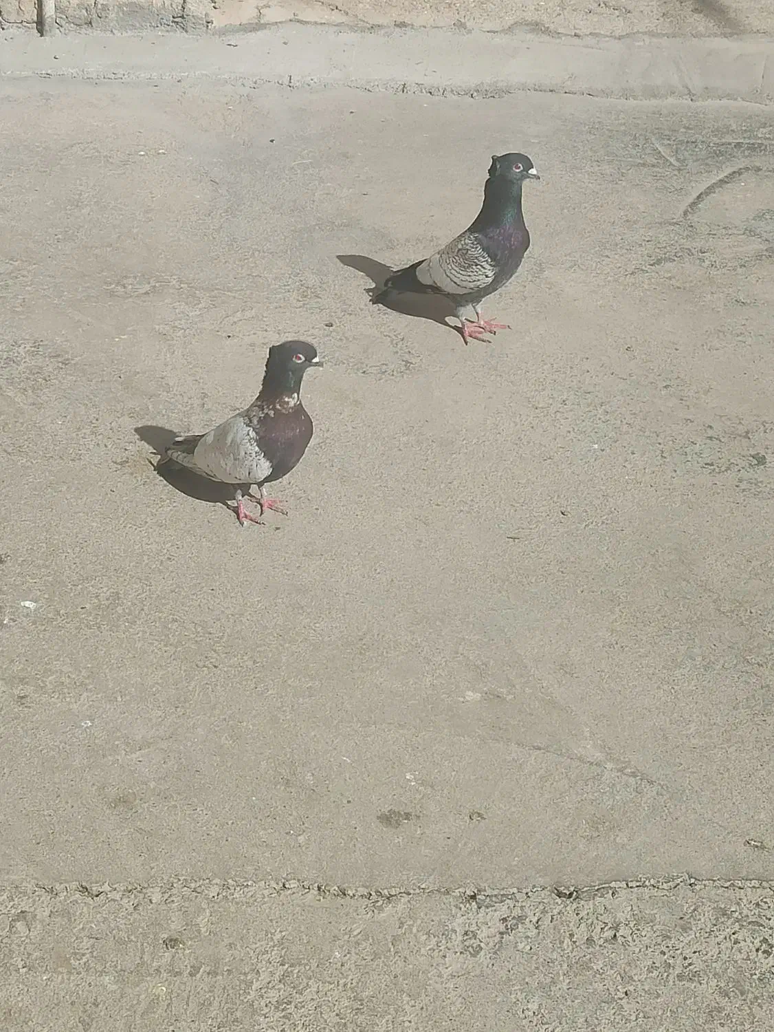 فروشی|پرنده|گتوند, |دیوار