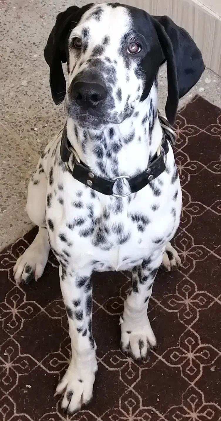 dalmatian-dog|سگ|تهران, گیشا|دیوار